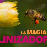 Beneficios de las abejas en la polinización