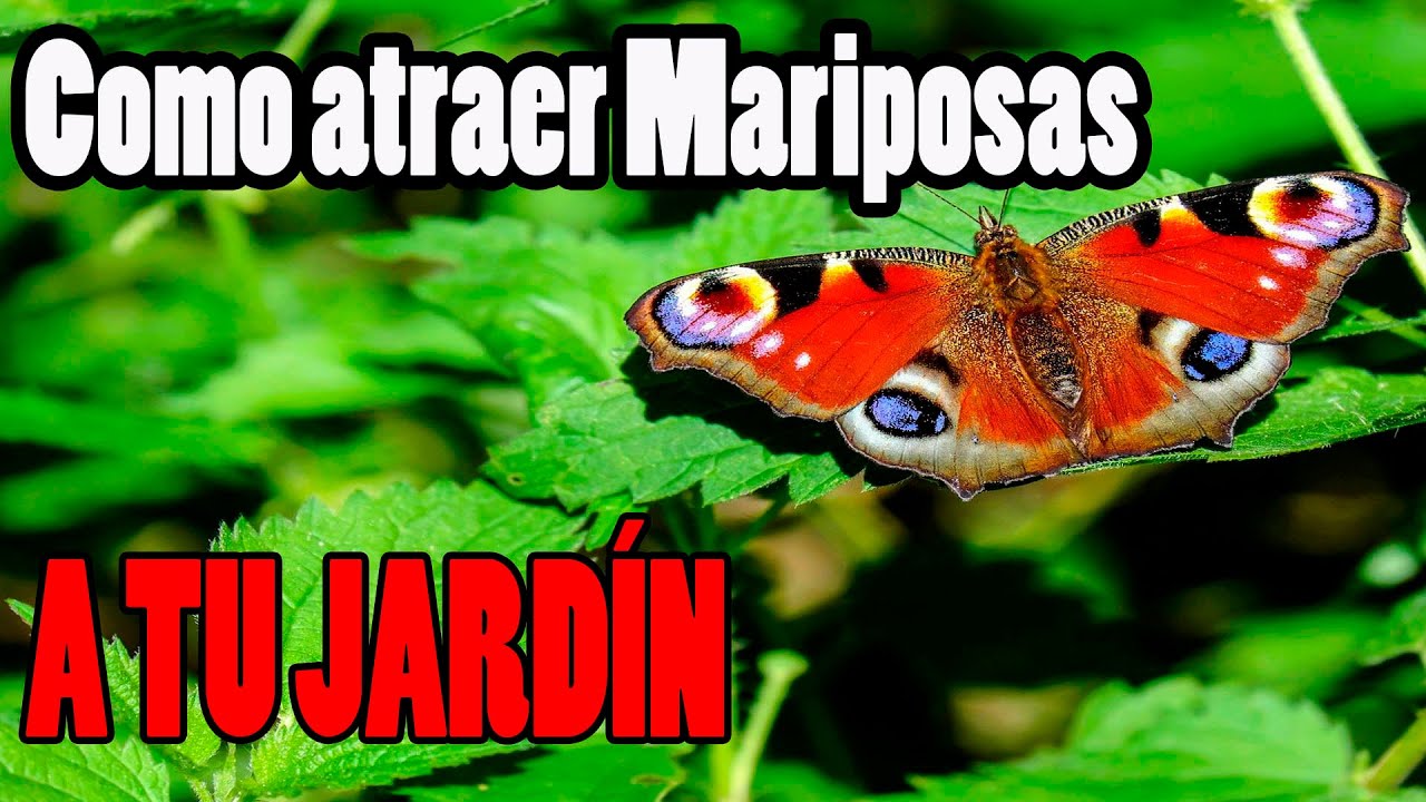 Cómo atraer mariposas al jardín