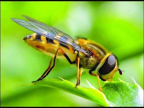 Insectos y su impacto en la agricultura