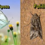 Mariposas y polillas venenosas