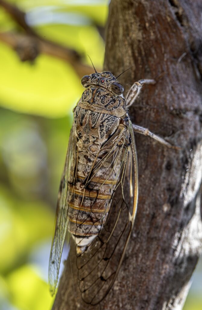 Cigarras y su ciclo de vida