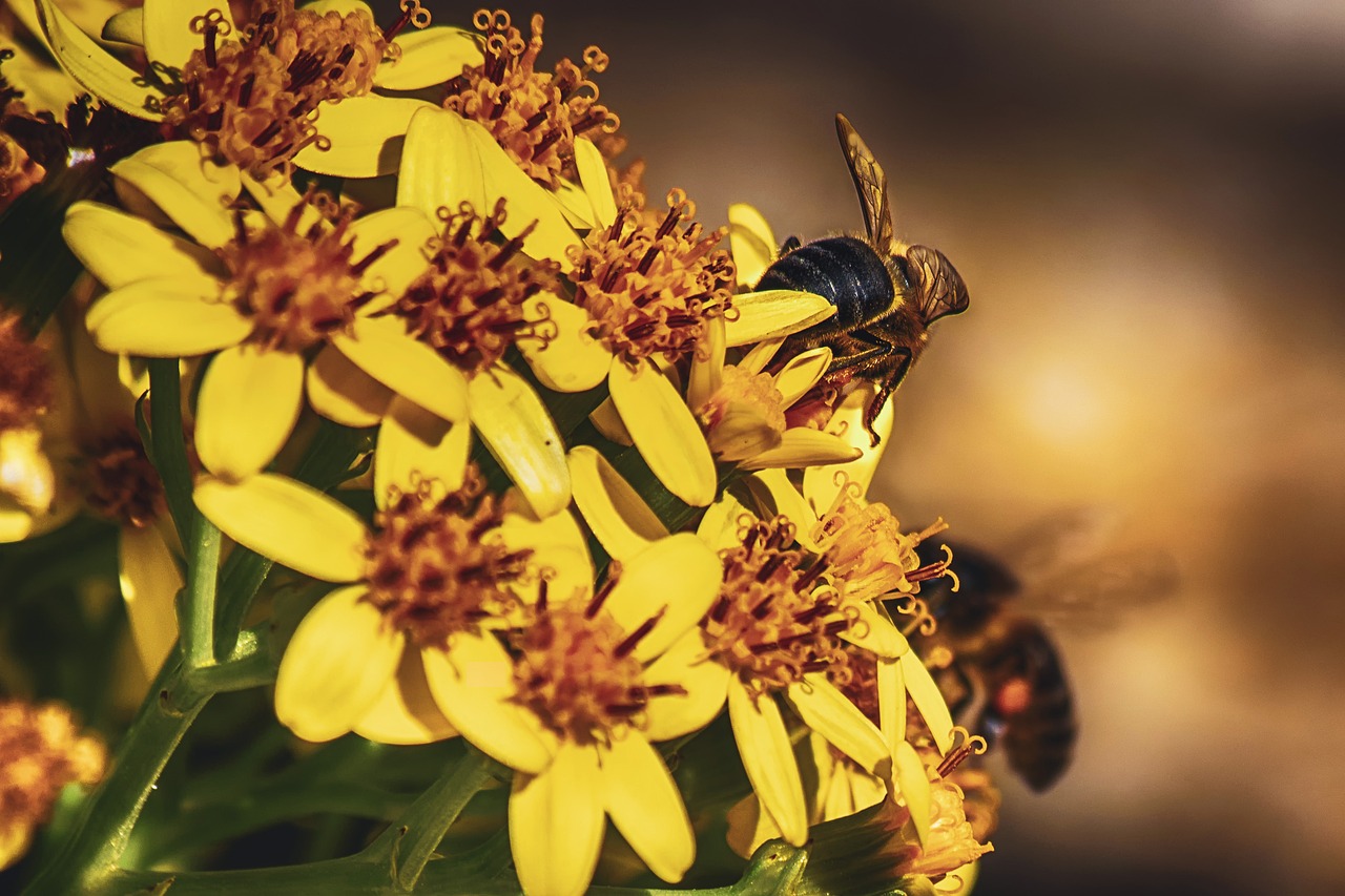 Polinización y los Insectos Polinizadores