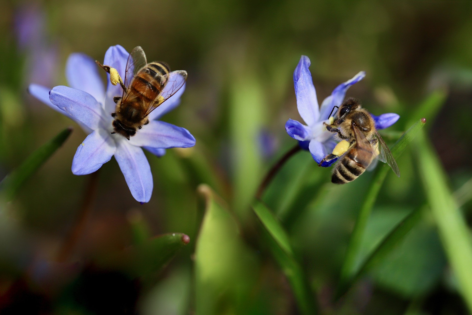 Beneficios de las abejas en la polinización