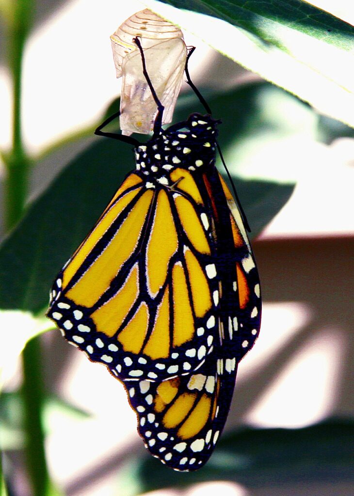 Migración de las mariposas monarca