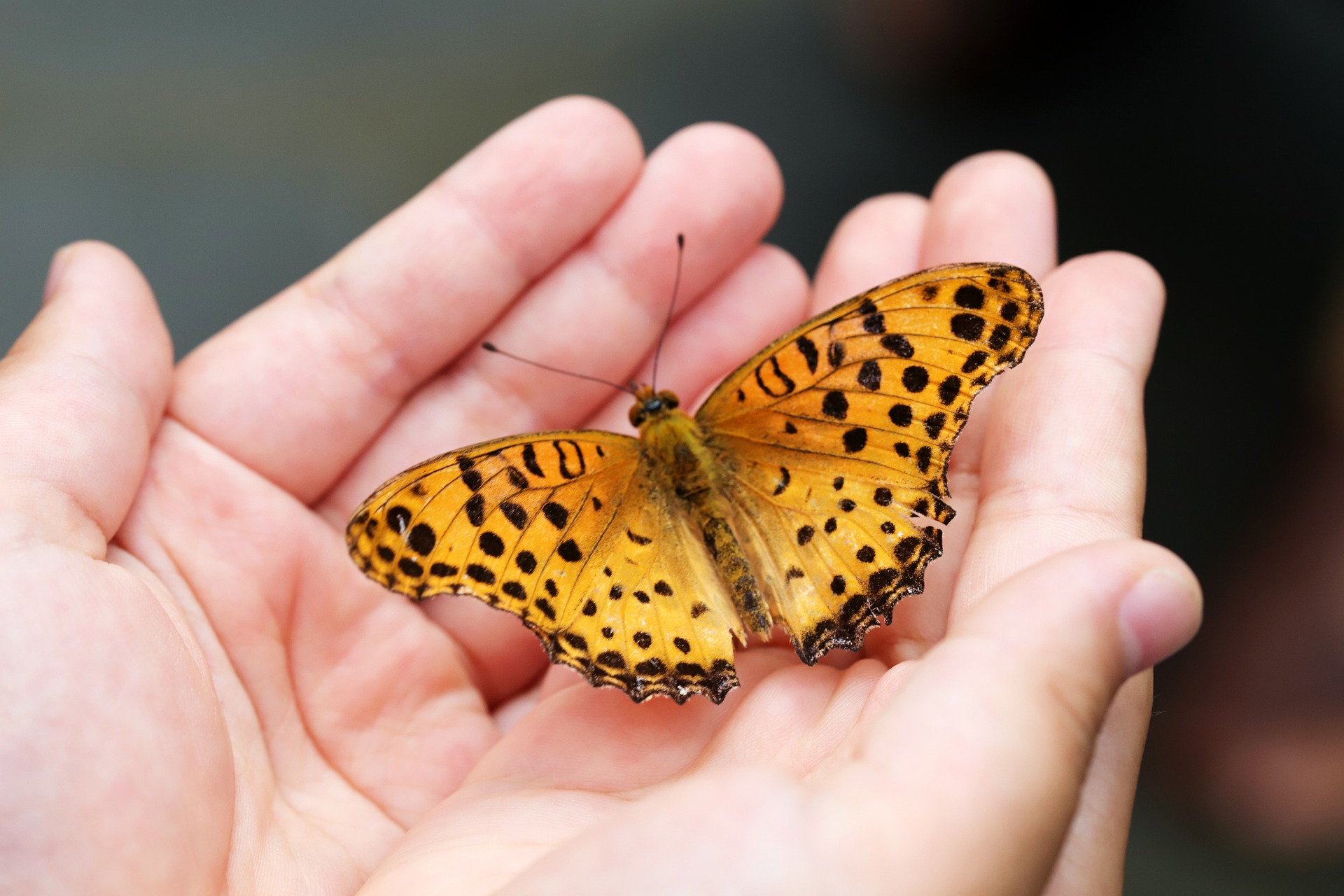 Insectos y su influencia en la tecnología