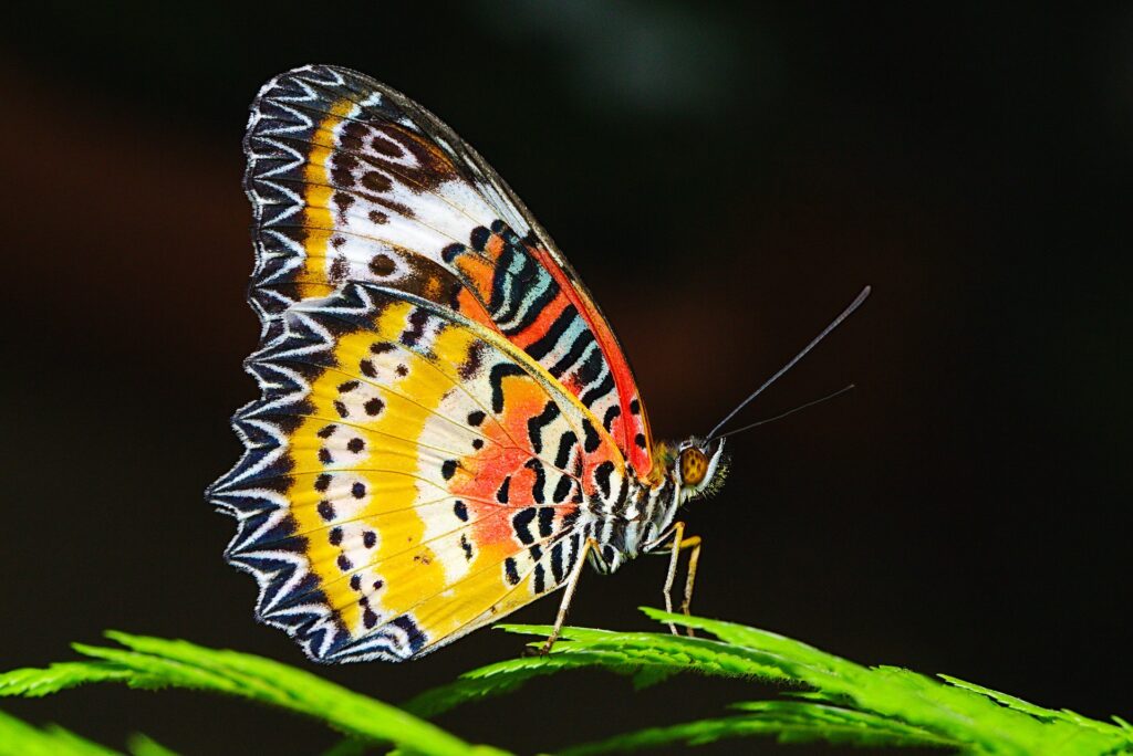 Fotografía de mariposas y polillas