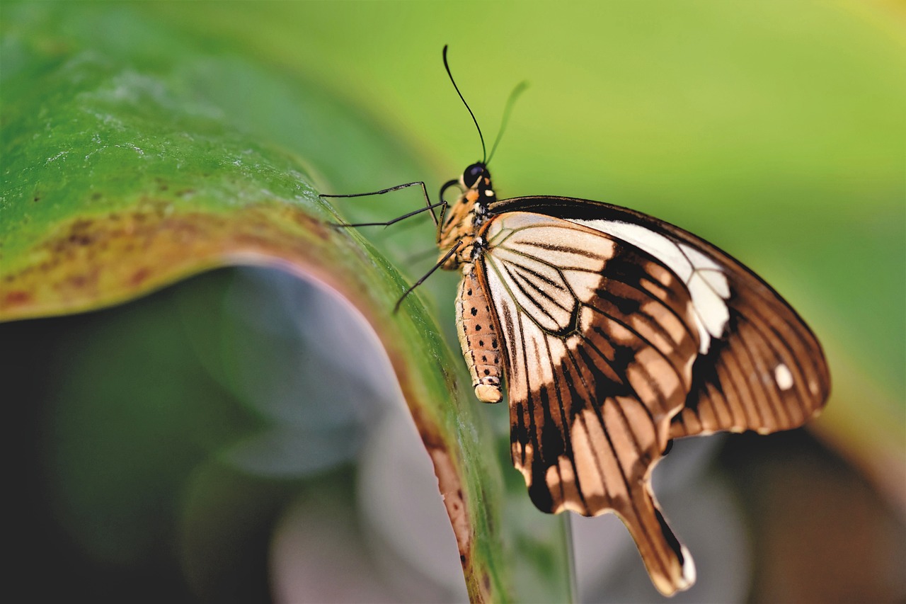 Cría de Mariposas en Casa