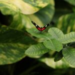 Fotografía de mariposas y polillas