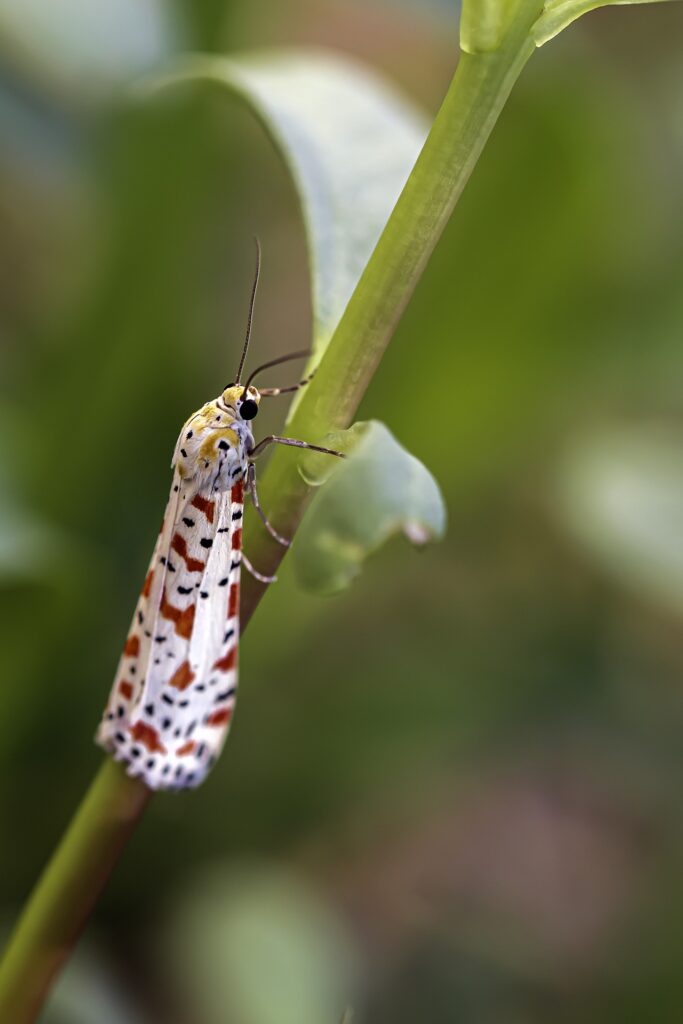 Mariposas y polillas venenosas