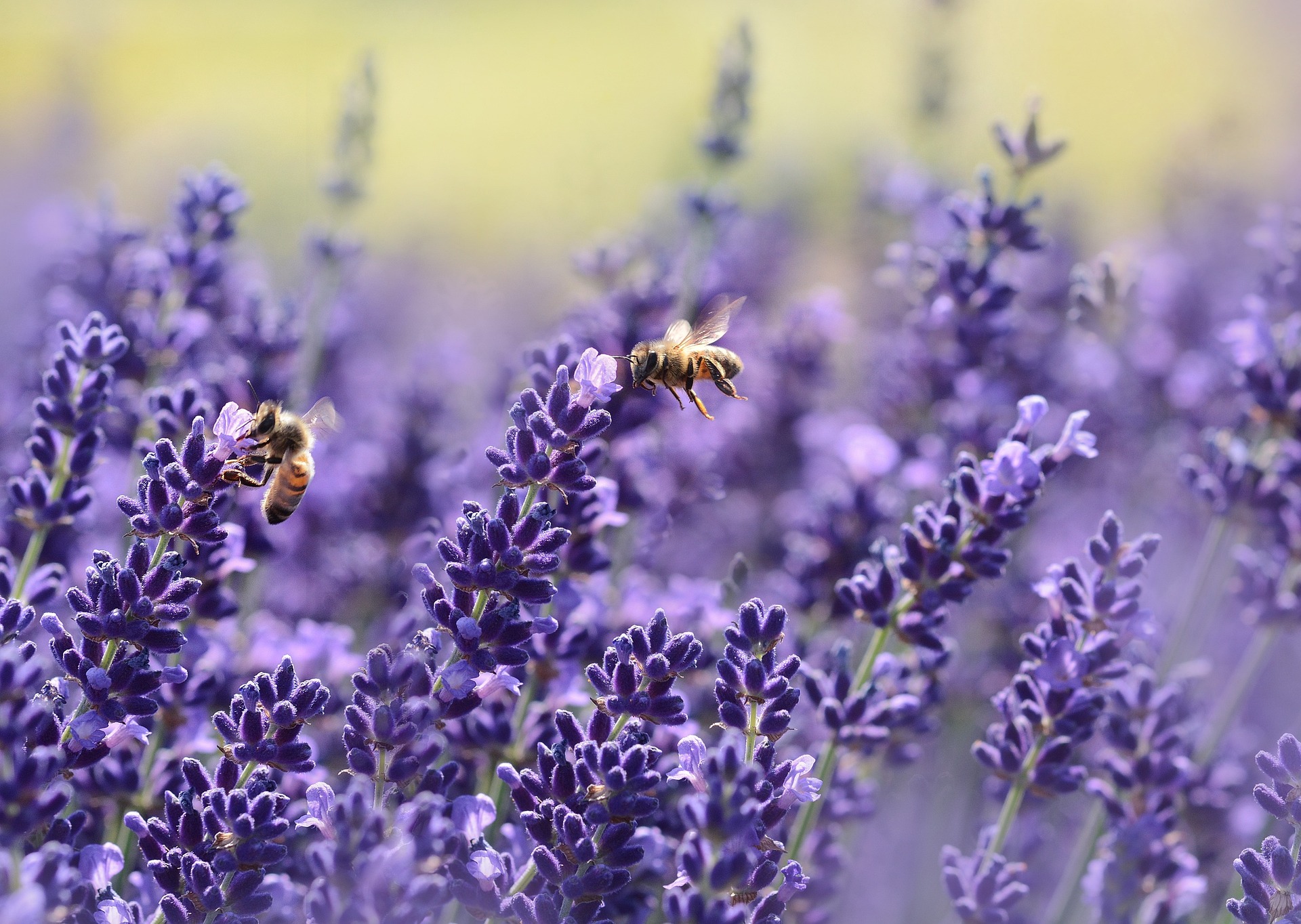 Insectos y su impacto en la agricultura