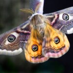 Diferencias entre mariposas y polillas