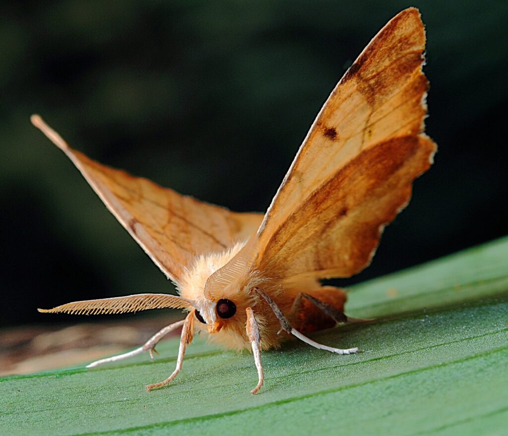 Identificación de polillas y mariposas