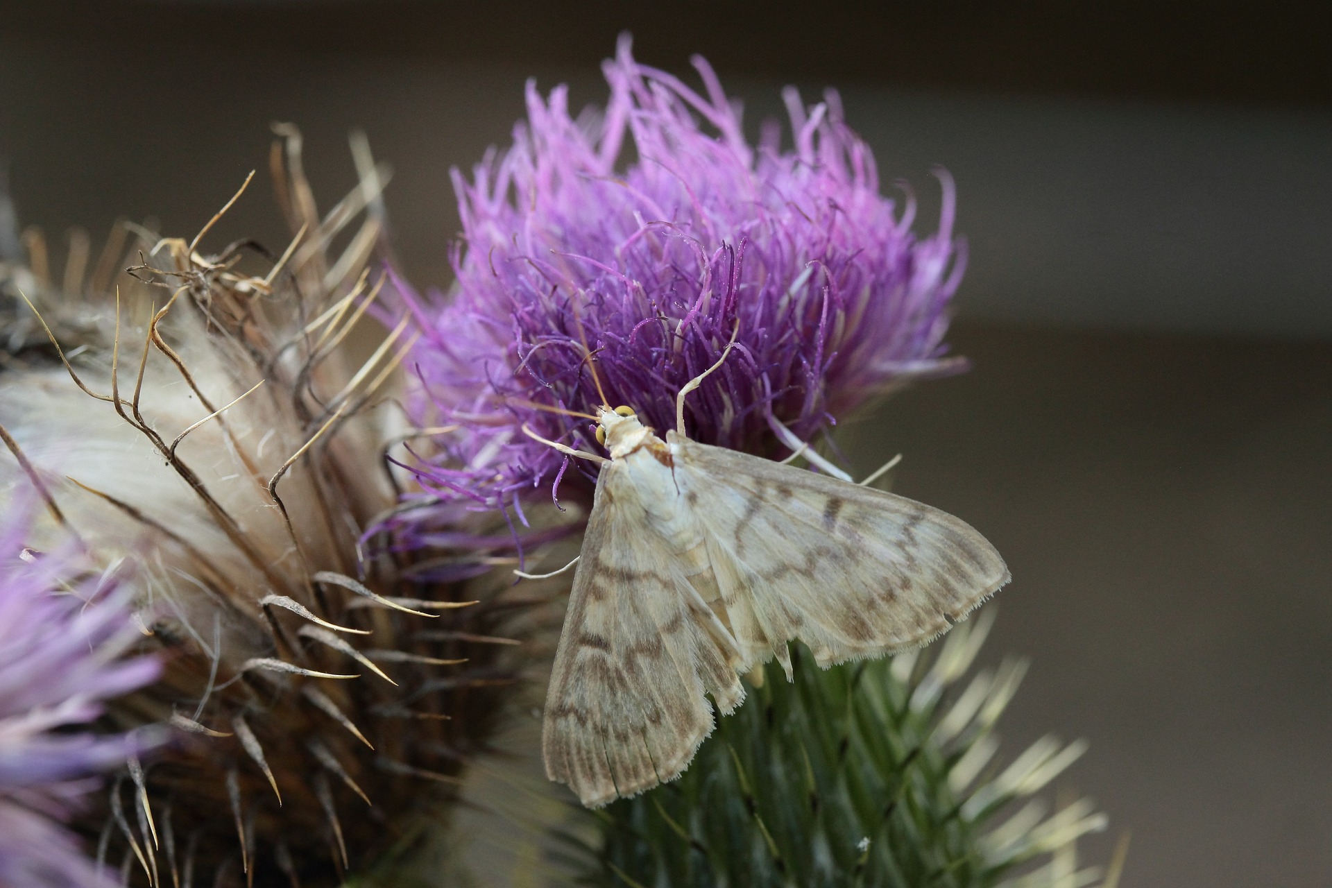 Insectos y su relación con las plantas