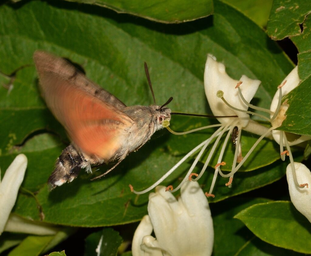 Diferencias entre mariposas y polillas