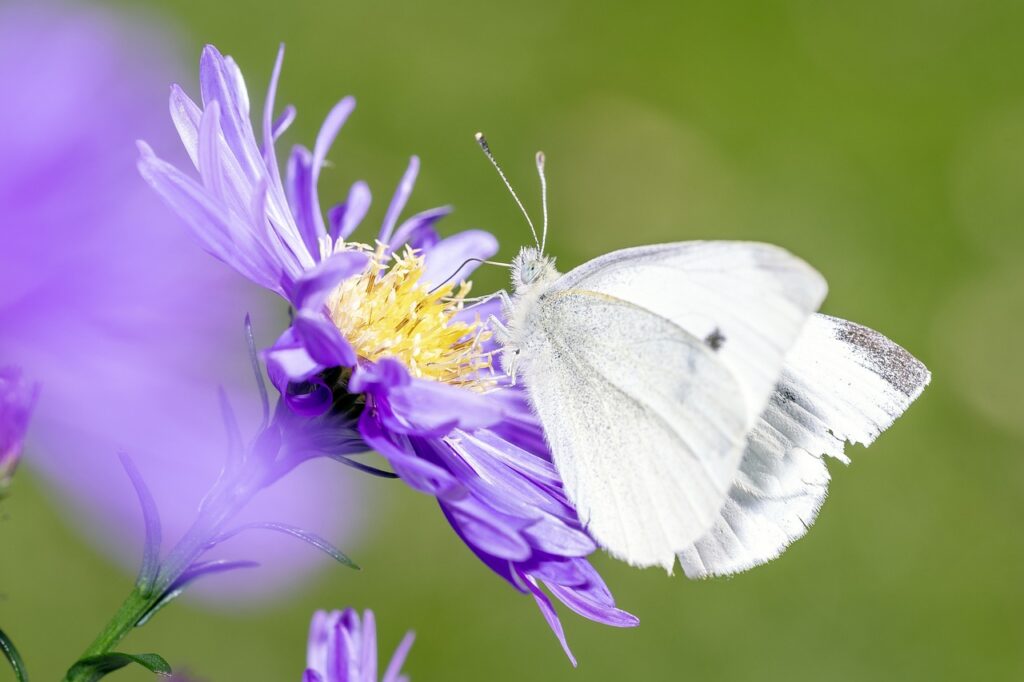 ¿Por qué algunas especies de mariposas en peligro de extinción?

Existen varios factores que están contribuyendo a la pérdida de algunas especies de mariposas.