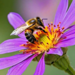 Curiosidades sorprendentes sobre las abejas