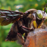 Abeja Carpintera Gigante