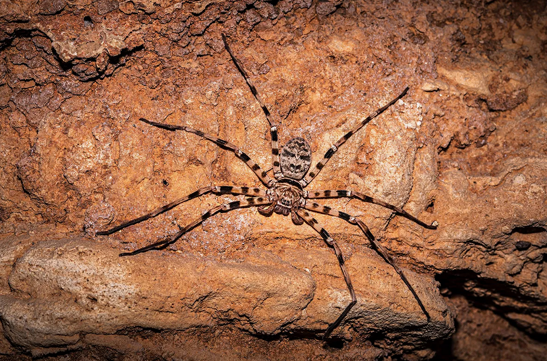 Arácnidos y su Lugar en la Criptozoología