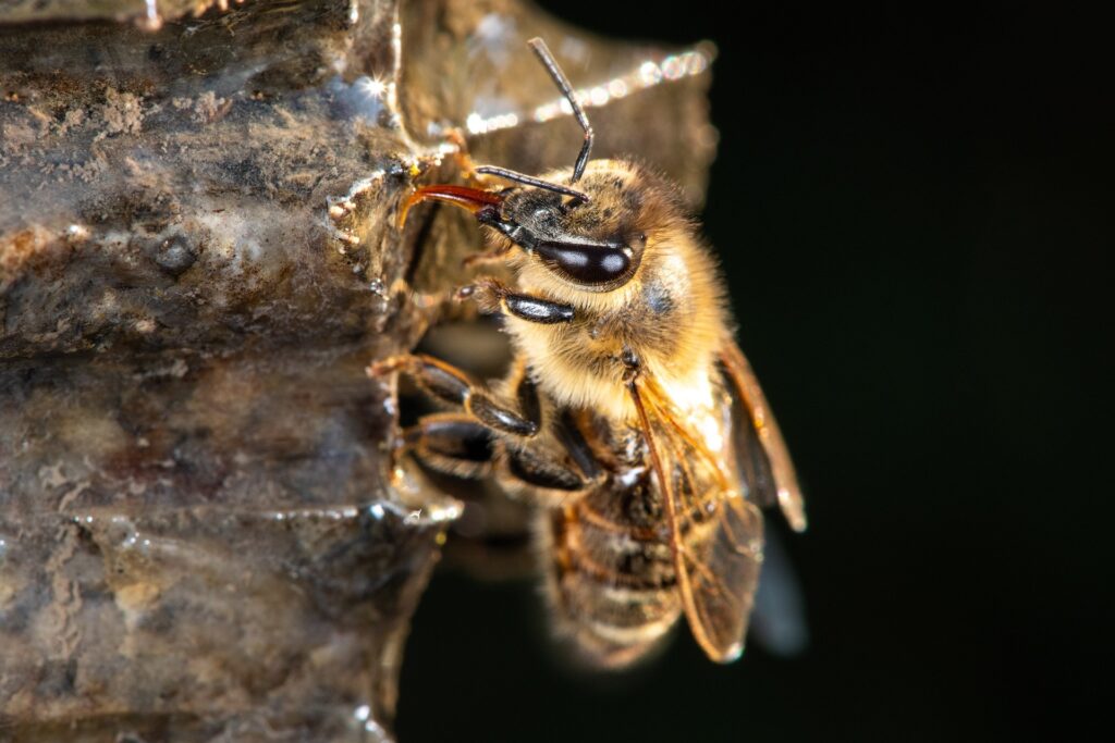 La Abeja Adulta: Vida de Servicio y Reproducción