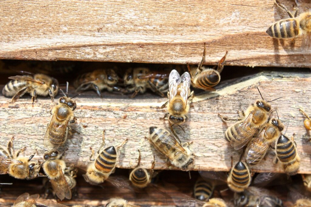 Cómo Proteger a las Abejas en Casa