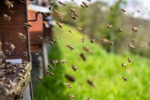 Abejas Melíferas vs. Abejas Salvajes