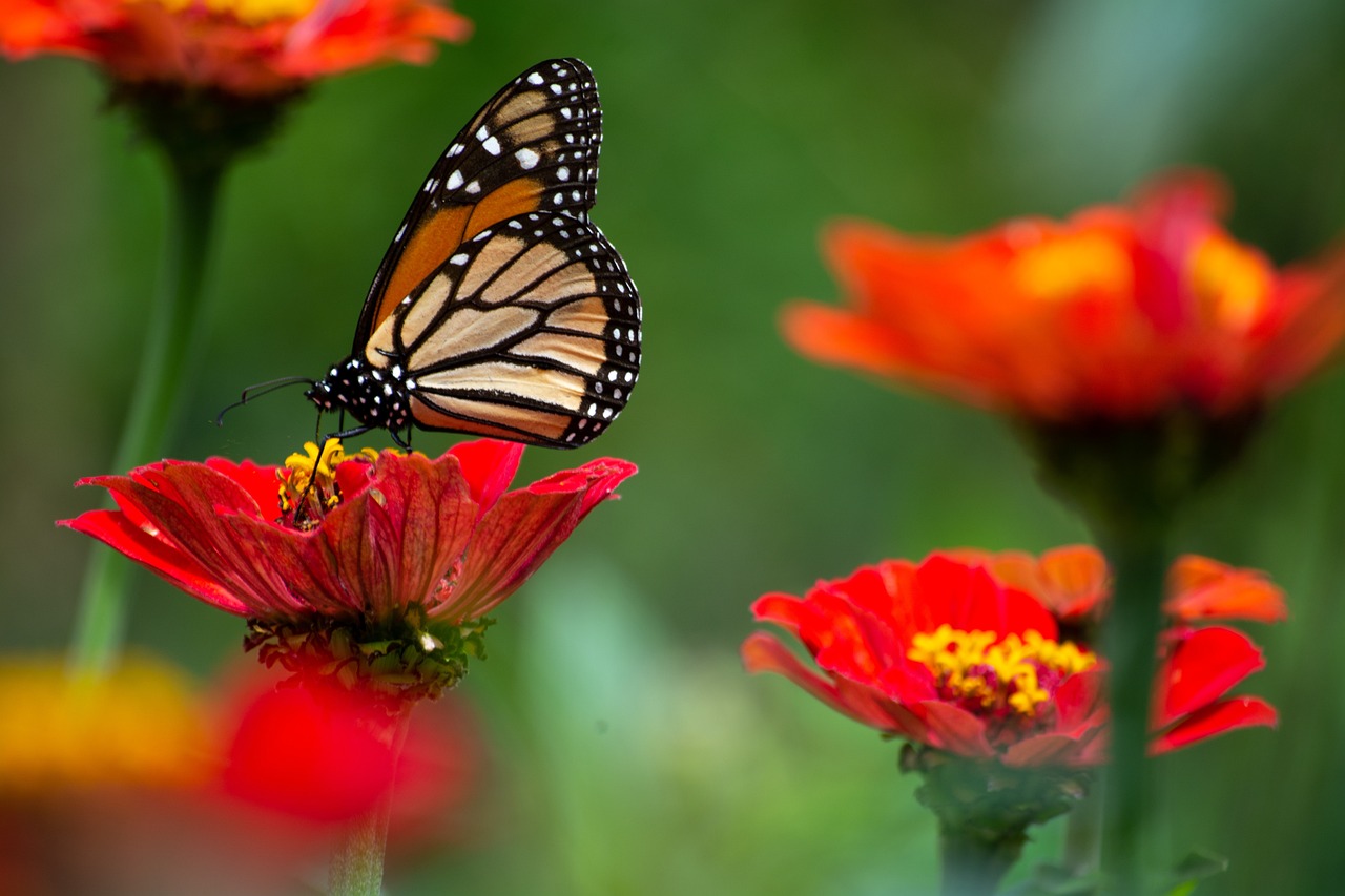 Cómo Ayudar a las Mariposas Durante la Migración