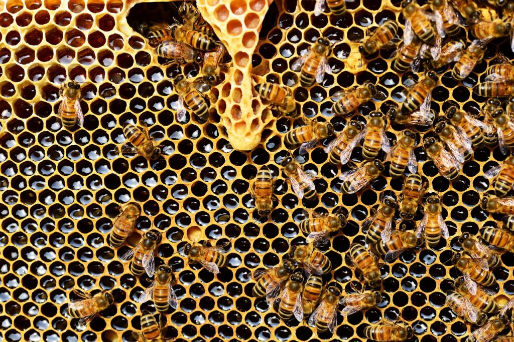 Ciclo de Vida de las Abejas