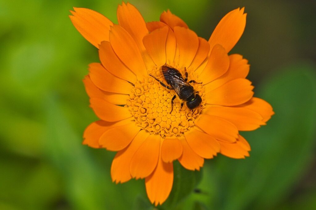 flores y abejas