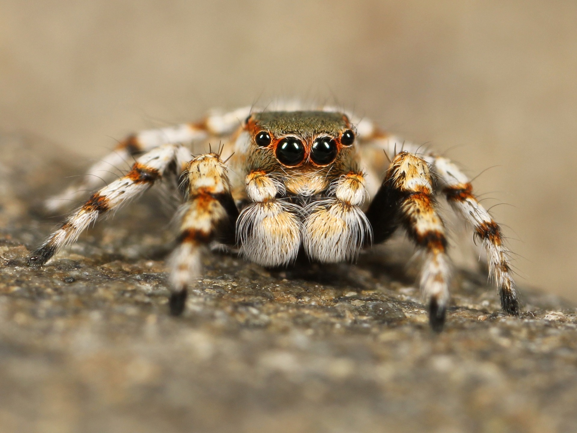 Insectos Arácnidos y Otros Artrópodos guia completa