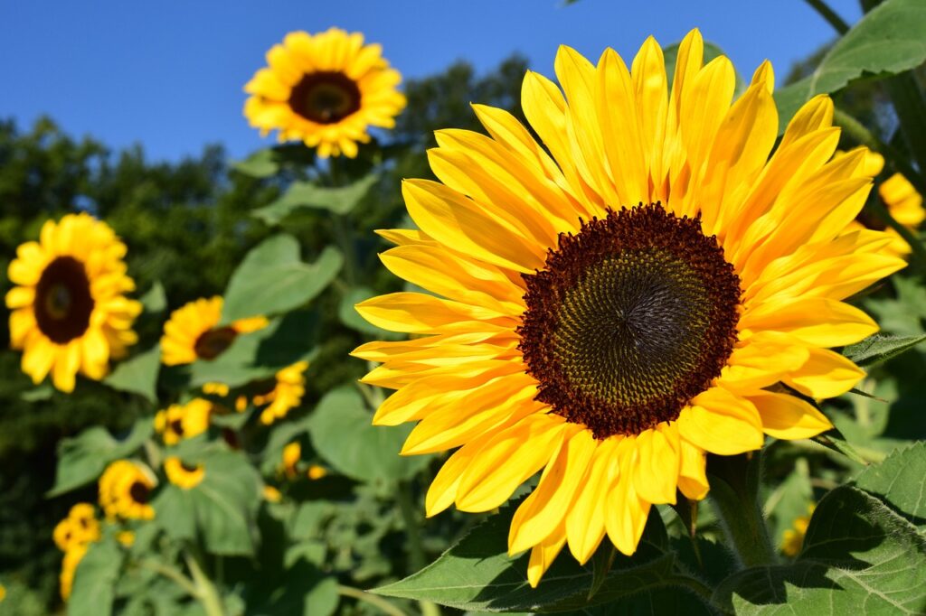 Flores que Atraen a las Abejas